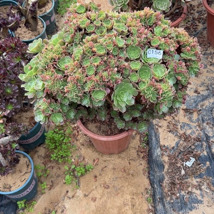 有伤玫瑰朵156官府50