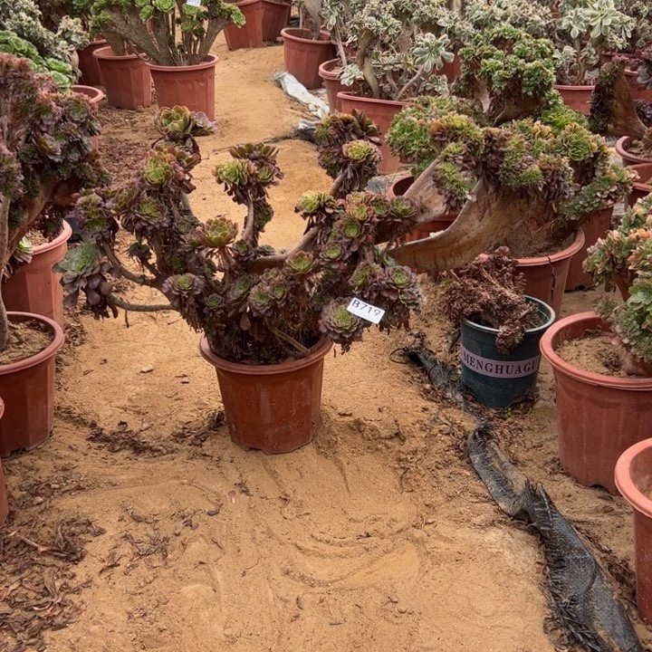 铜壶有伤719官府60