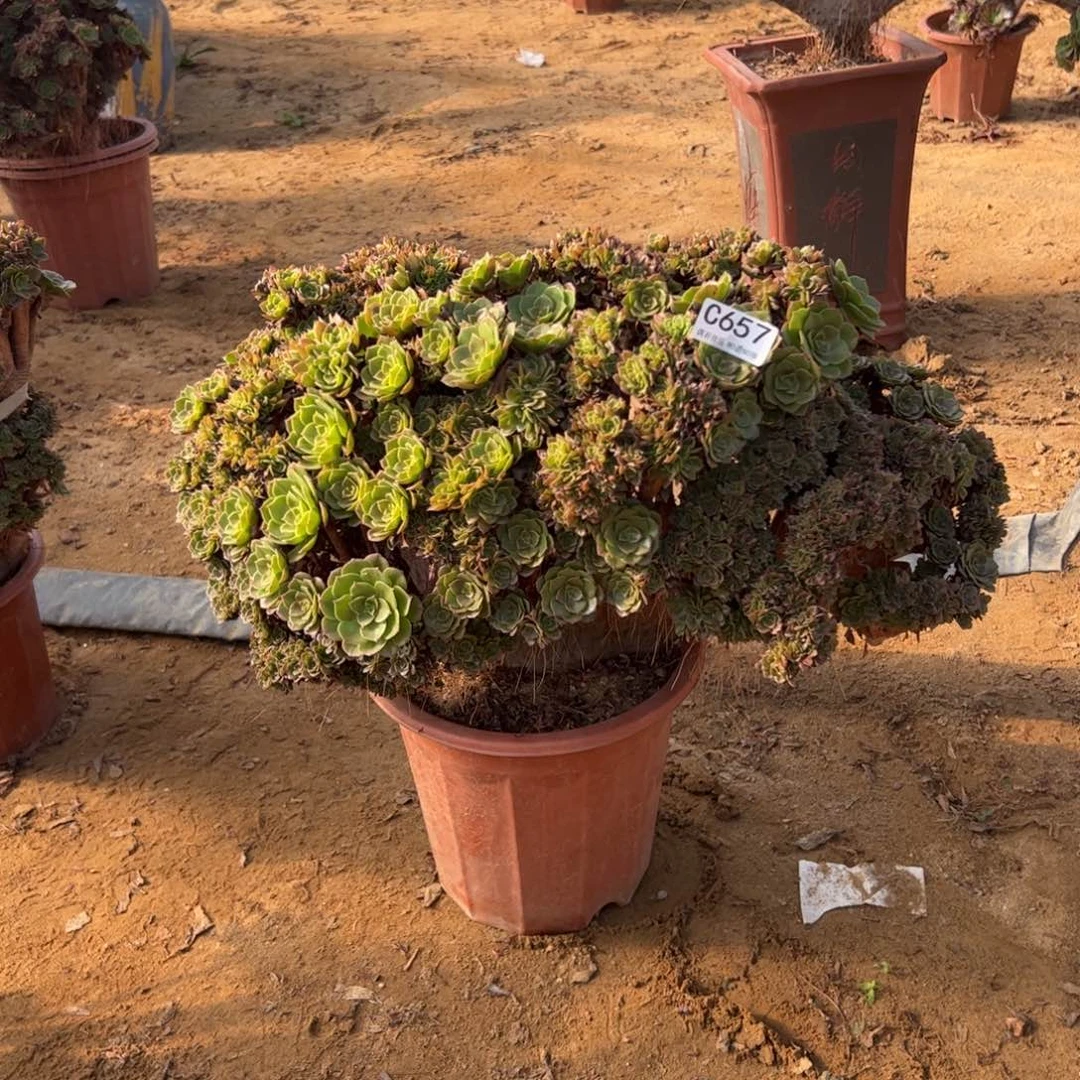 万朵657板不厚冠服50