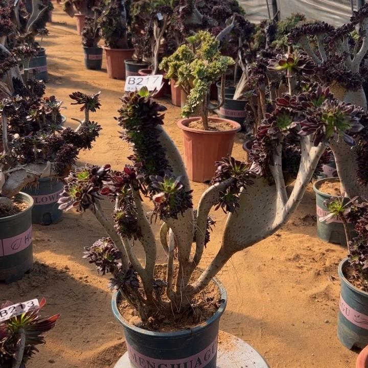 有伤黑缀217高37