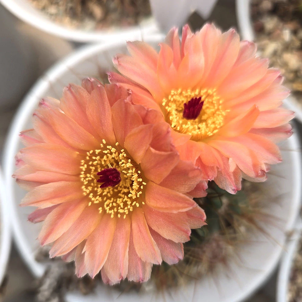 仙人球橙花青王易群开美花仙人球橙色仙人球