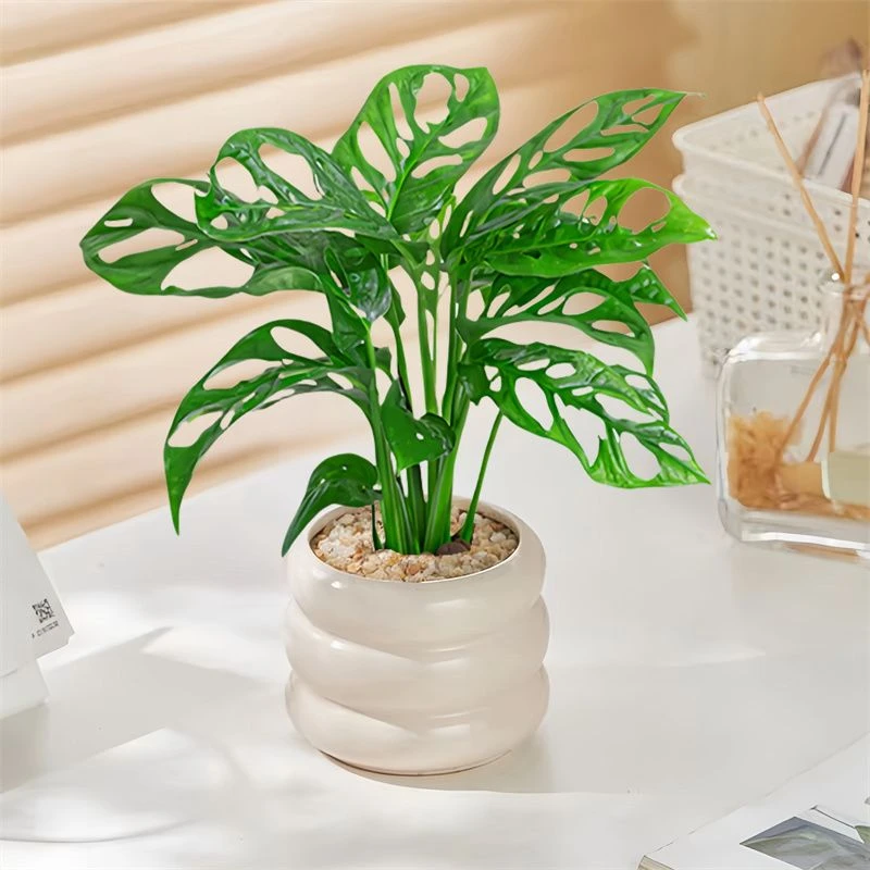 仙洞龟背竹洞洞竹芋爬藤耐阴植物室内办公室客厅桌面绿植花卉盆栽