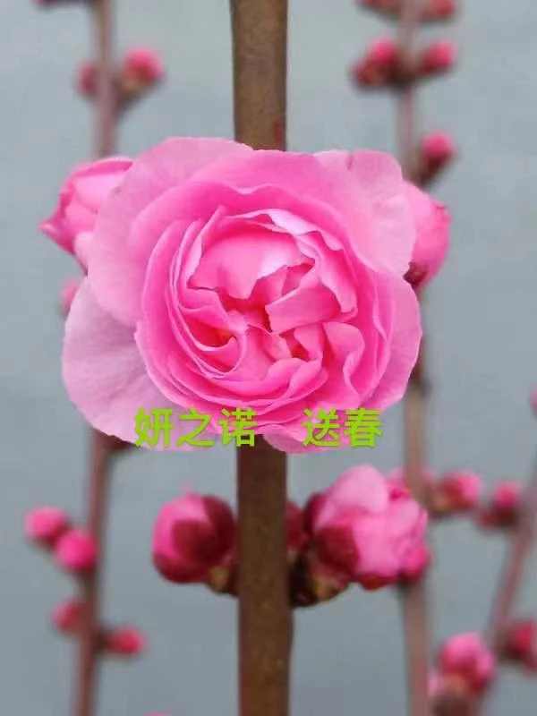 妍之诺梅花盆景盆栽直播间一物一拍，原生送春粉红色