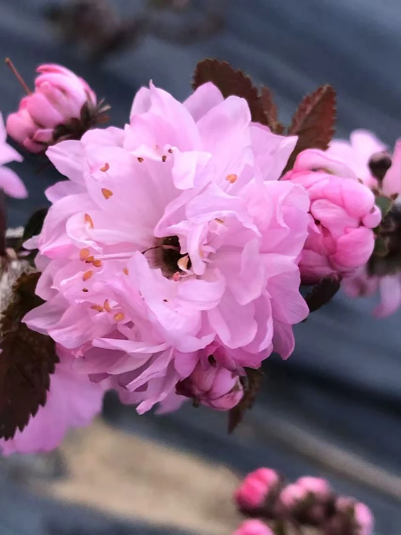 耐寒梅花盆景盆栽，造型梅花，南北方都好养。老桩
