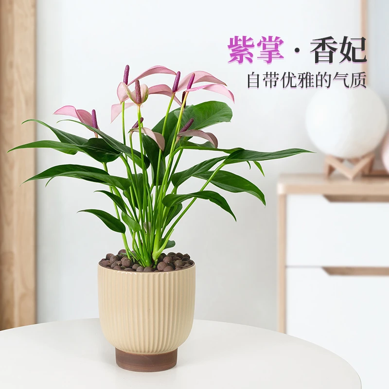 紫掌盆栽进口稀有花卉齐祖香妃桌面盆栽室内客厅好养乔迁开业送礼