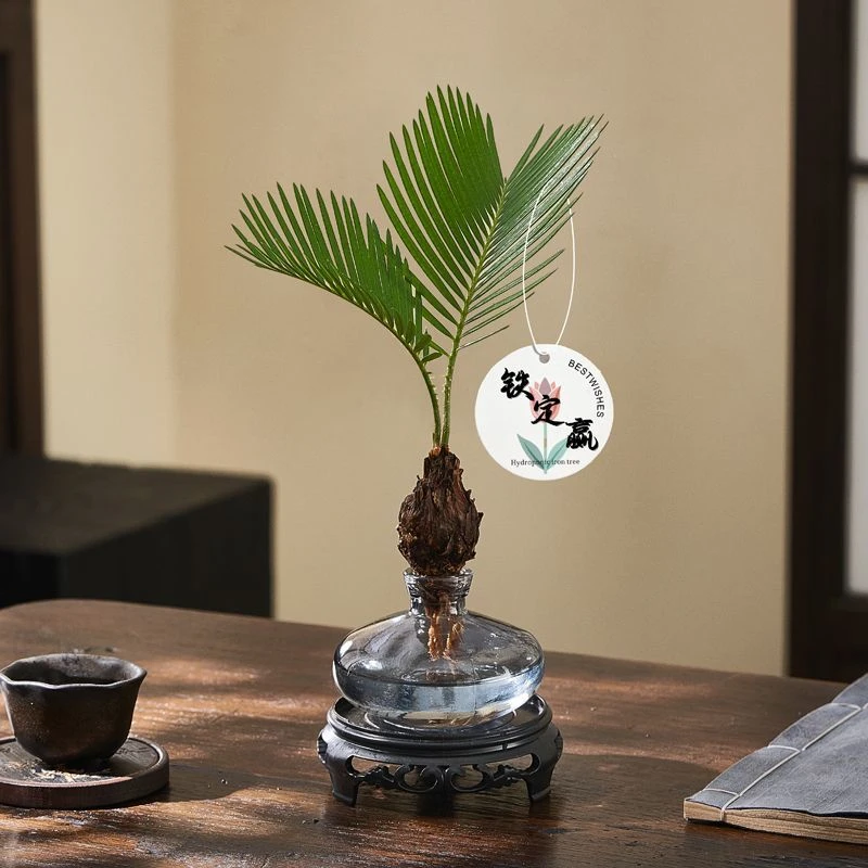 水培植物铁树盆栽办公室桌面趣味绿植防辐射好养盆景水养植物解压