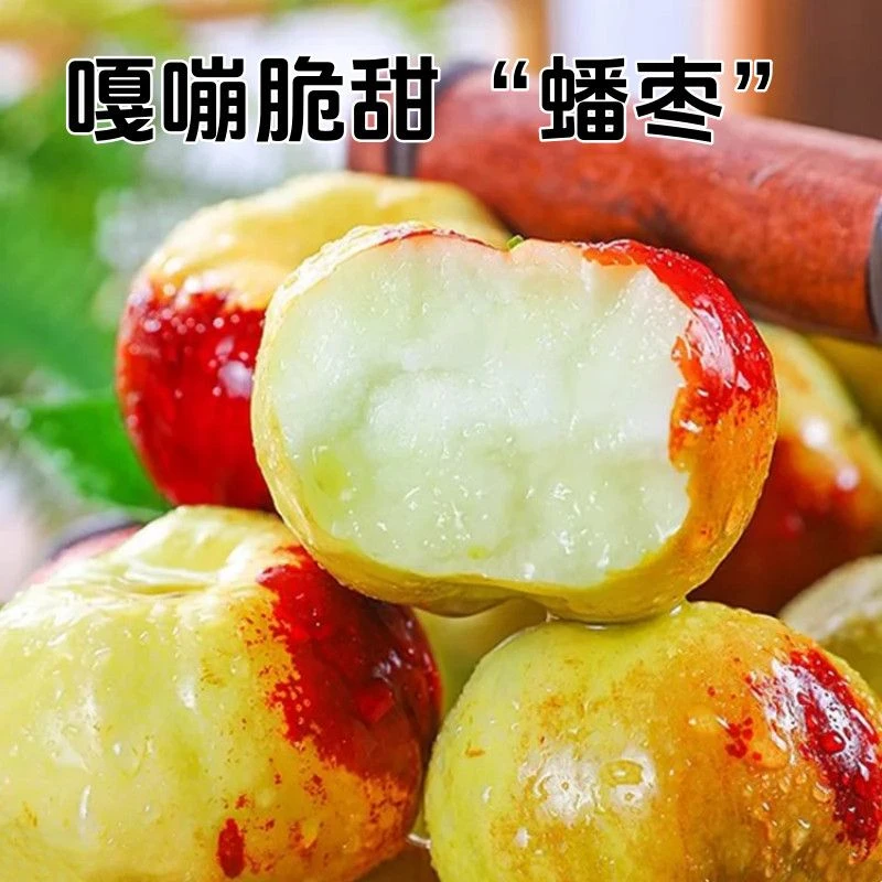 枣树活苗嫁接蟠枣树苗特大油蟠脆枣苗树庭院盆栽地栽种植果树果苗