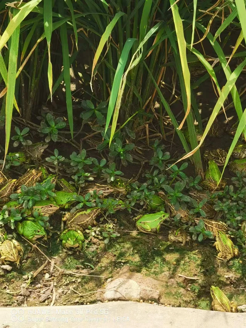 稻田青蛙，低脂肪低胆固醇，高蛋白质，田鸡克马青拐子三道门蛤蟆