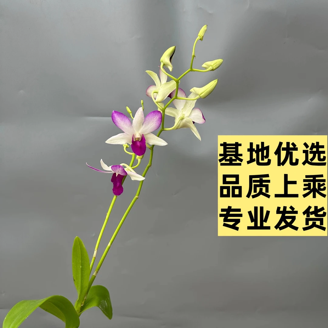 香妃秋石斛/多年生老桩苗品质/每年开花勤花/简单好养