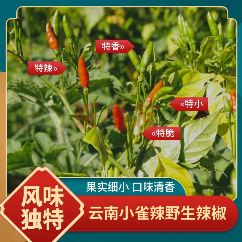 云南野生小雀辣现摘现发带着露珠鲜雀屎辣