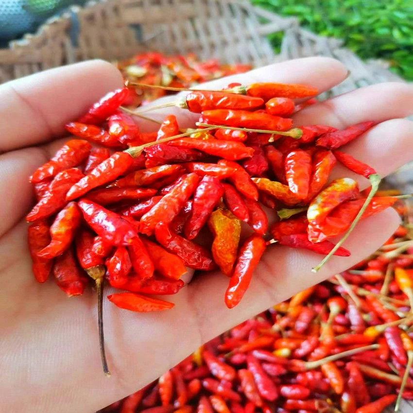 小雀辣干辣椒云南普洱真正小雀辣椒干辣椒下晾晒干小米椒二荆条