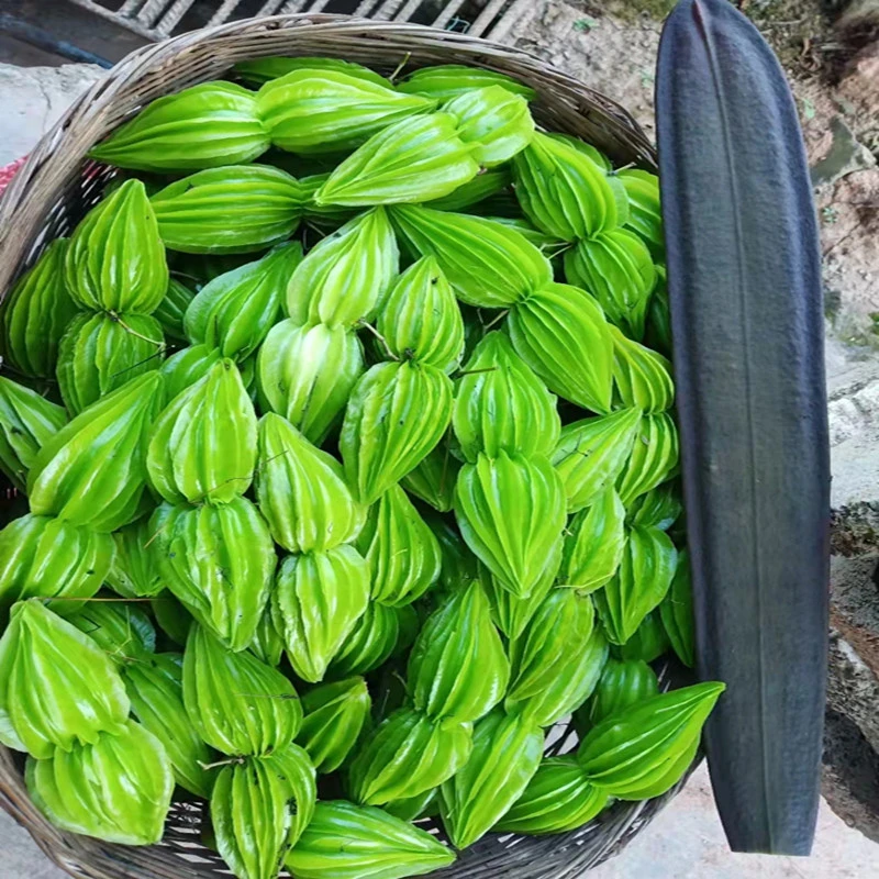 云南普洱黎明特产野山小苦瓜也喊翅果藤新鲜野菜苦瓜凉拌炒肉食用