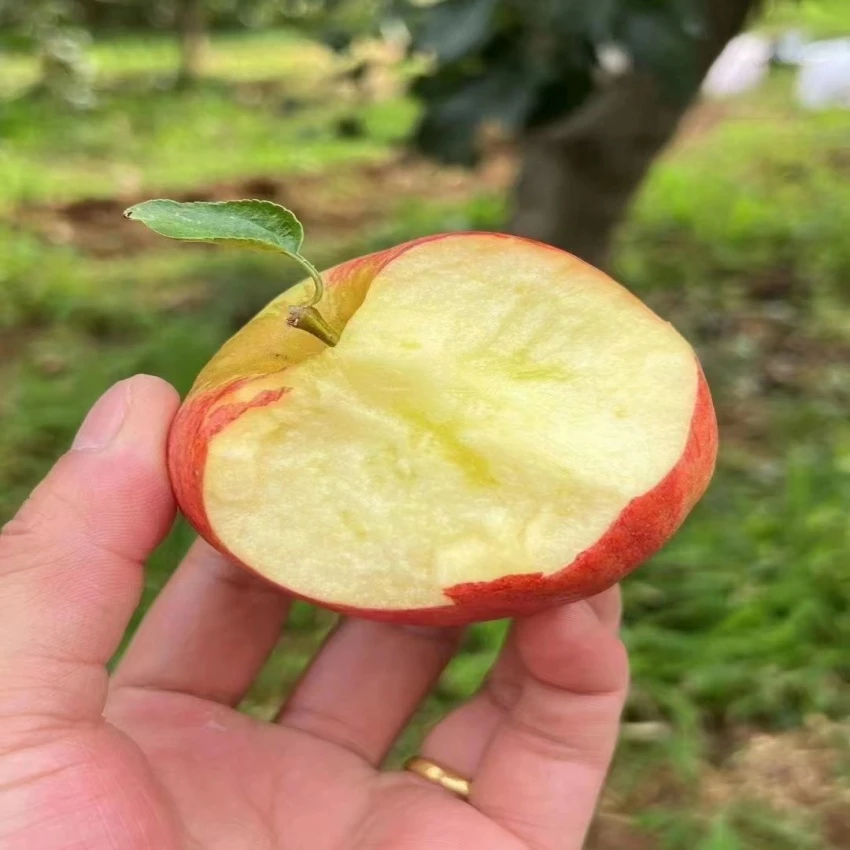 云南昭通红露苹果新鲜丑苹果当季水果冰糖心脆甜苹果高原水果
