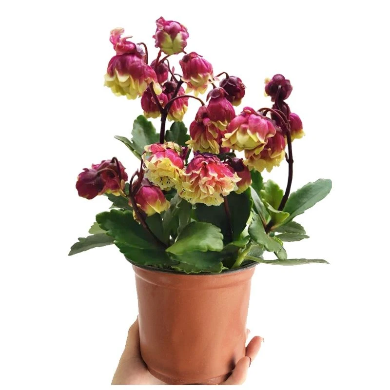 新品重瓣宫灯长寿花室内盆栽花卉花苗四季开花不断多年生春季栽培