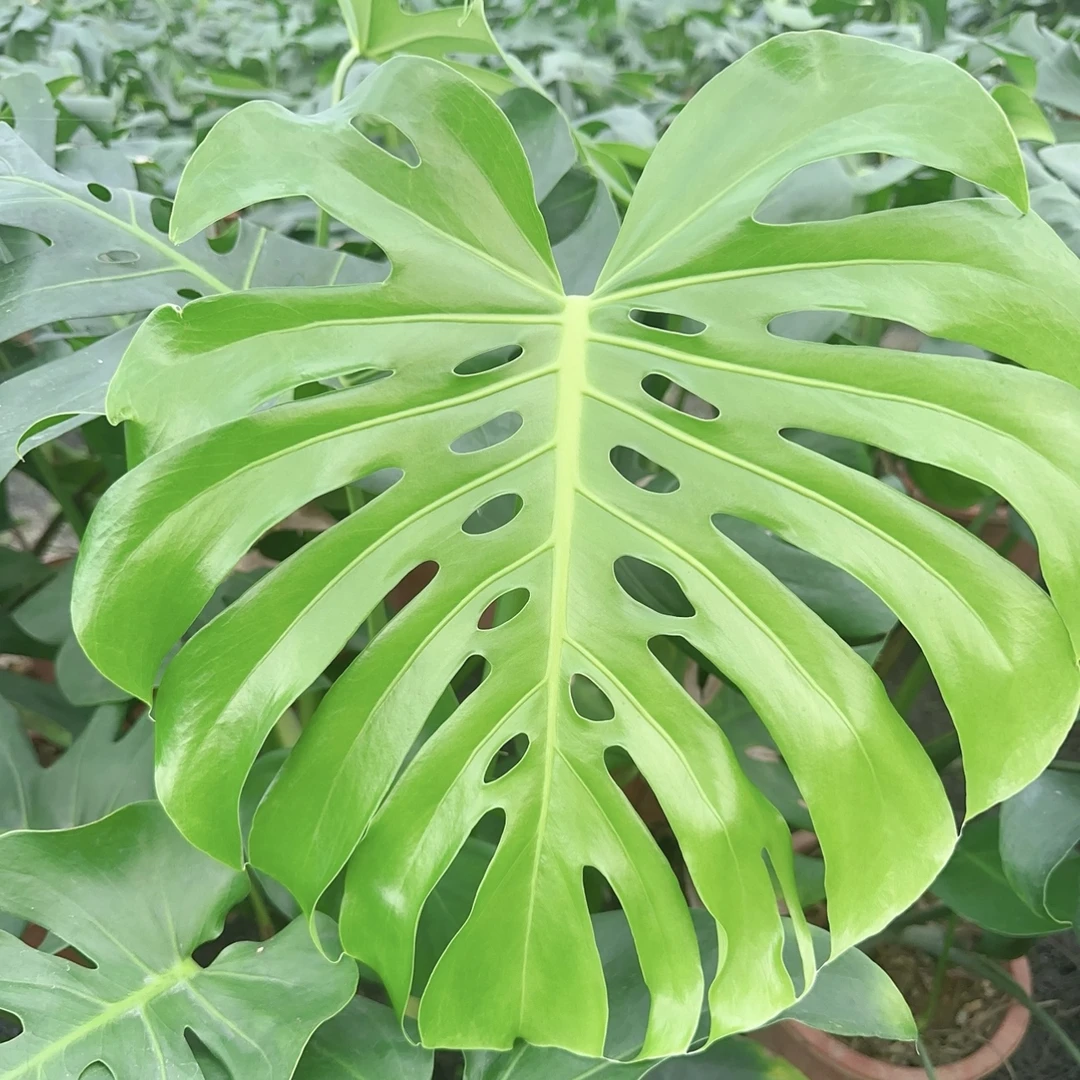 直播间一物一拍龟背竹龙鳞春羽鸭脚木老桩盆栽室内水培百合竹