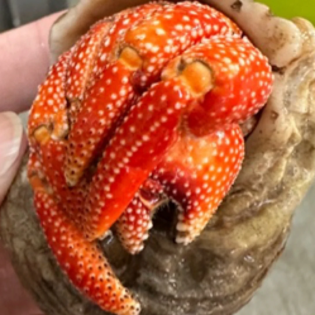 观赏寄居蟹爬宠活体好养 毛球