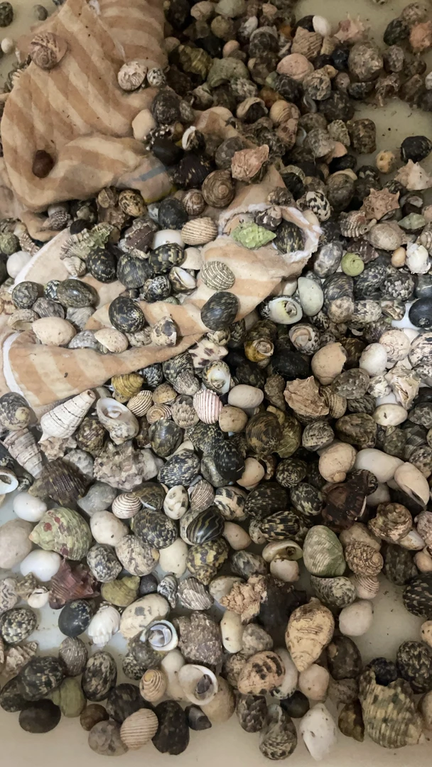 【下播装】小豆丁一盒发20个（包15只）