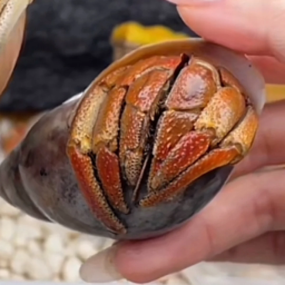 观赏寄居蟹爬宠活体好养奥瓜