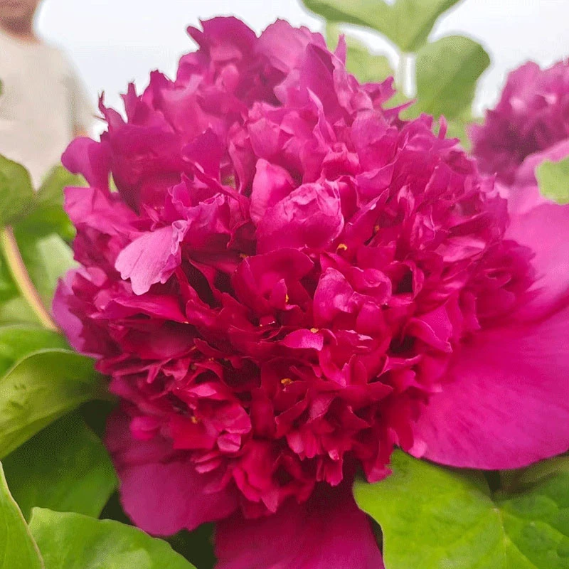 首案红牡丹花苗菏泽直发大棵丛生