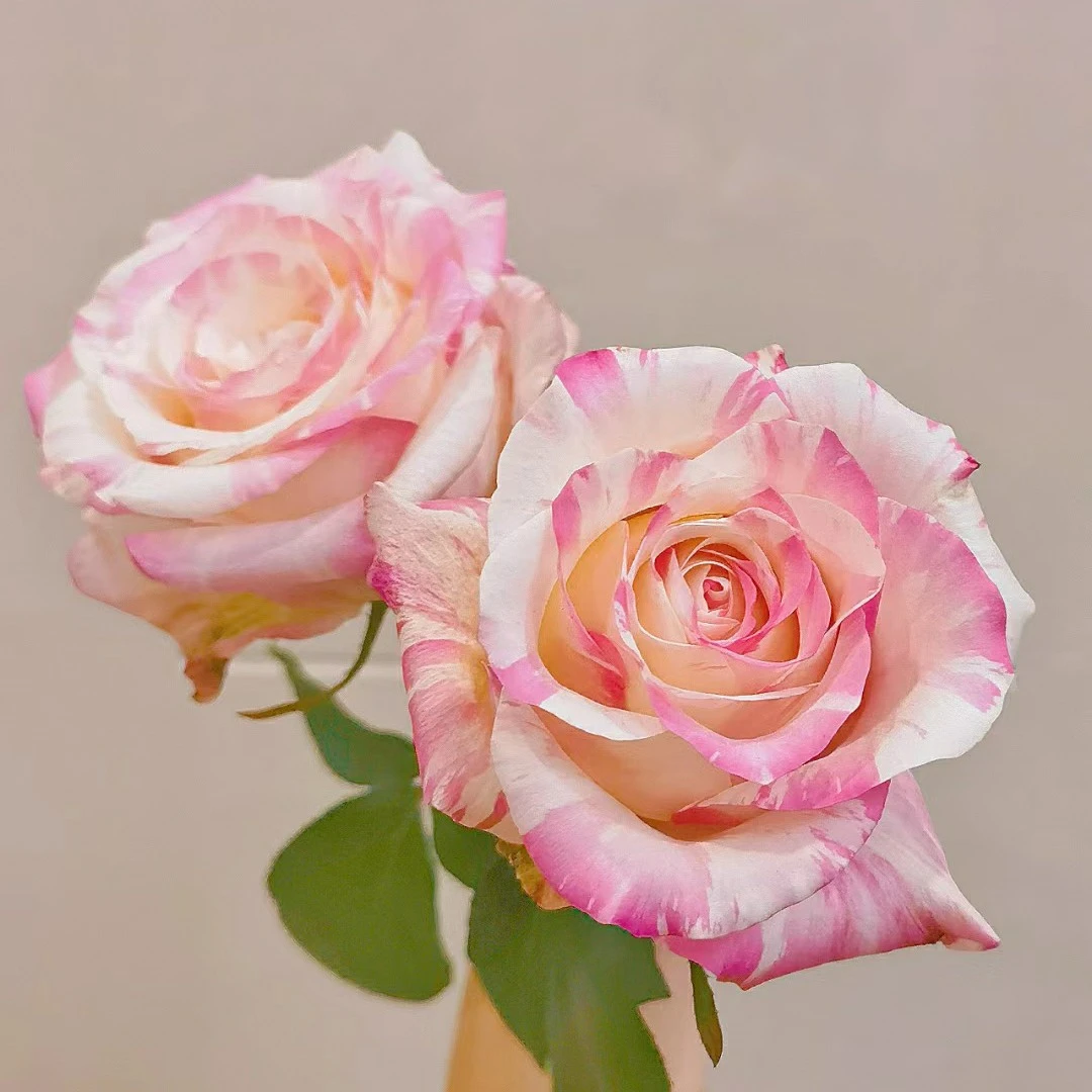 【霓裳】新品大花玫瑰月季多头玫瑰