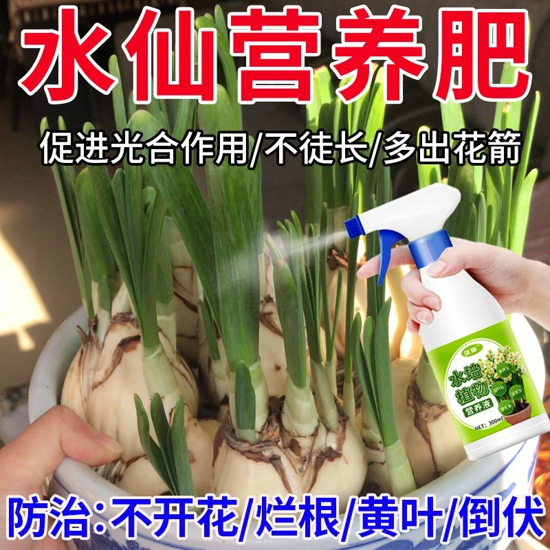 水仙花矮健素营养液矮壮剂矮壮专用水仙花盆栽水养水培植物通用肥