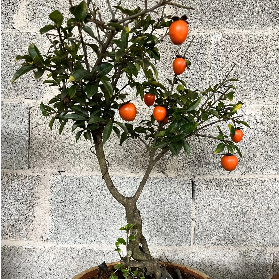 金弹子盆景一物一拍 2（可结果）