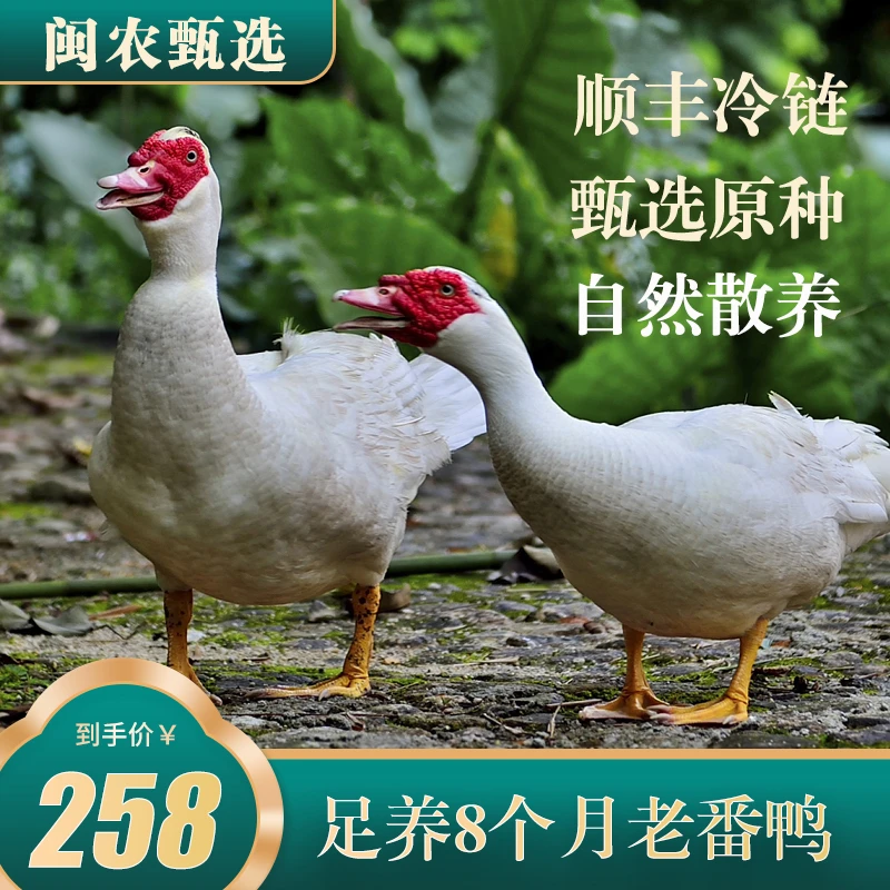 生态散养老番鸭红冠番鸭全番鸭炖汤土鸭净重约6斤/只真空包装