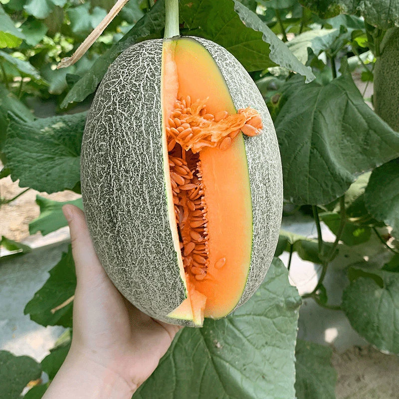 冰淇淋哈密瓜正宗薄皮超甜大个直发当季水果西州蜜网纹瓜整箱包邮