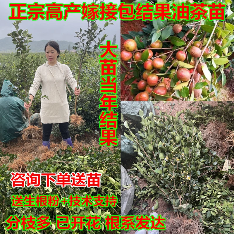50株长林系列薄皮大果油茶树苗混合发货60-80公分裸根苗