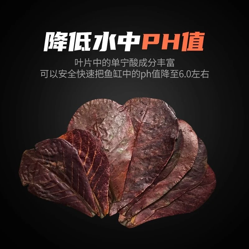 榄仁叶泰国斗鱼小型热带鱼降酸包邮天然懒人叶