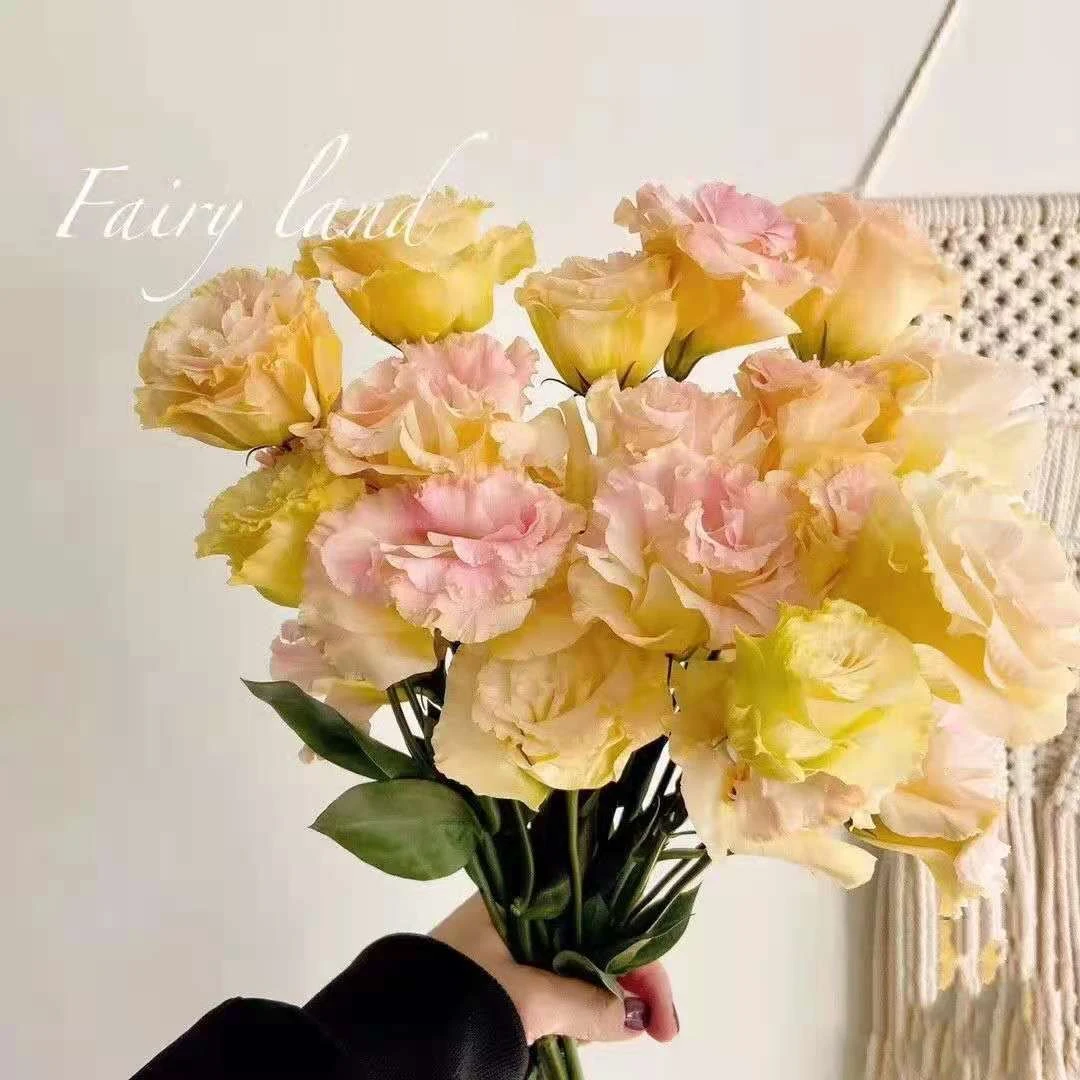 【直播洋桔梗】云南鲜花洋桔梗香槟色居家插花云南基地直发