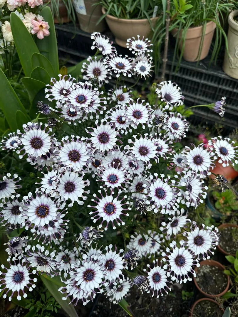 蓝目菊 南非万寿菊 菊花苗盆栽阳台庭院花期长喜阳好养