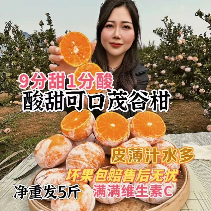 [慧姐专属]广西茂谷柑5斤大果/中果坏果包赔新鲜采摘水果
