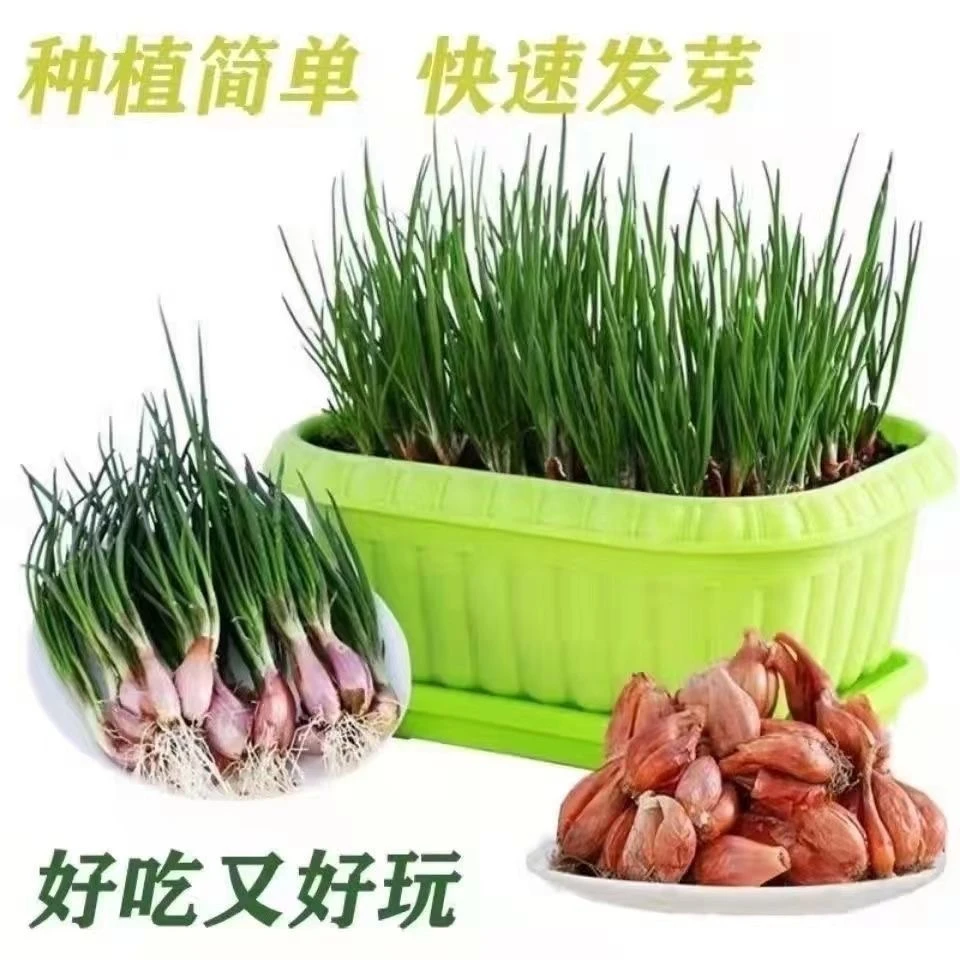 火葱头四季小香葱种子种头蒜葱小葱种籽红葱头阳台蔬菜盆栽葱种孑