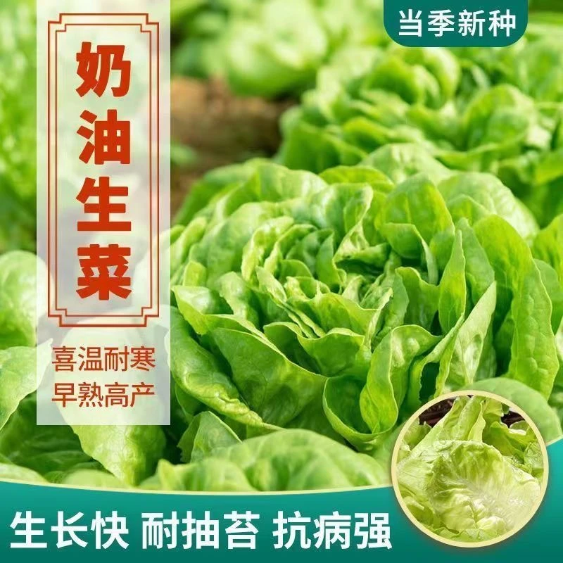 四季奶油生菜种子可生吃阳台盆栽夏季耐热蔬菜种籽农家玻璃生菜种