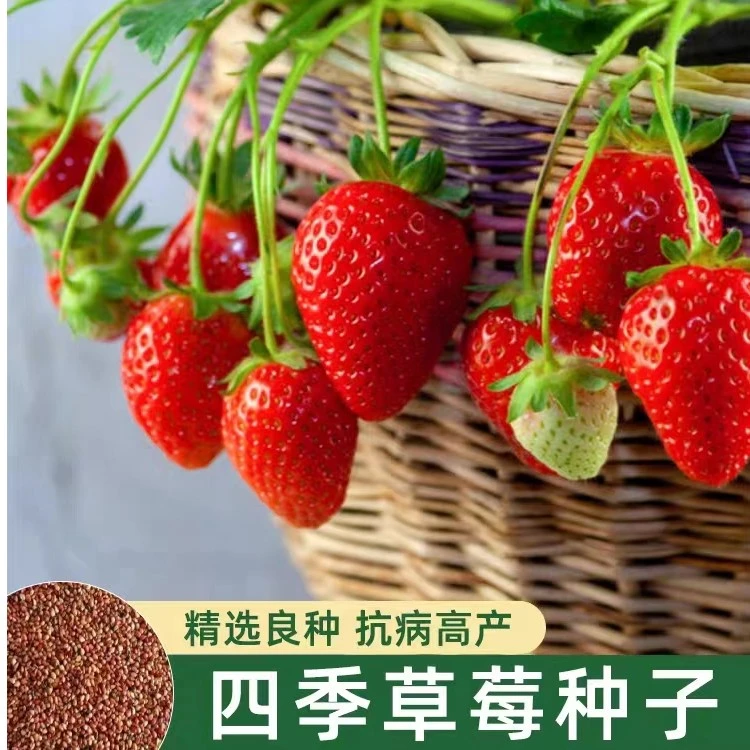 四季草莓种子奶油草莓特大超甜庭院阳台易种盆栽蔬菜水果种子高产