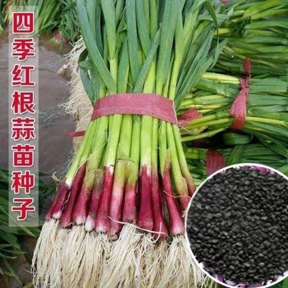 四川红根大蒜种子种籽大蒜头蒜种蒜苗自种红皮孑子四季苗红蒜特大