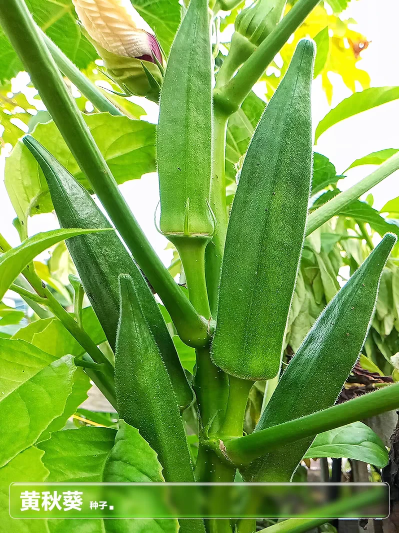 水果秋葵种籽蔬莱种子四季种植夏季阳台盆栽种植蔬菜籽菜蔬菜种子