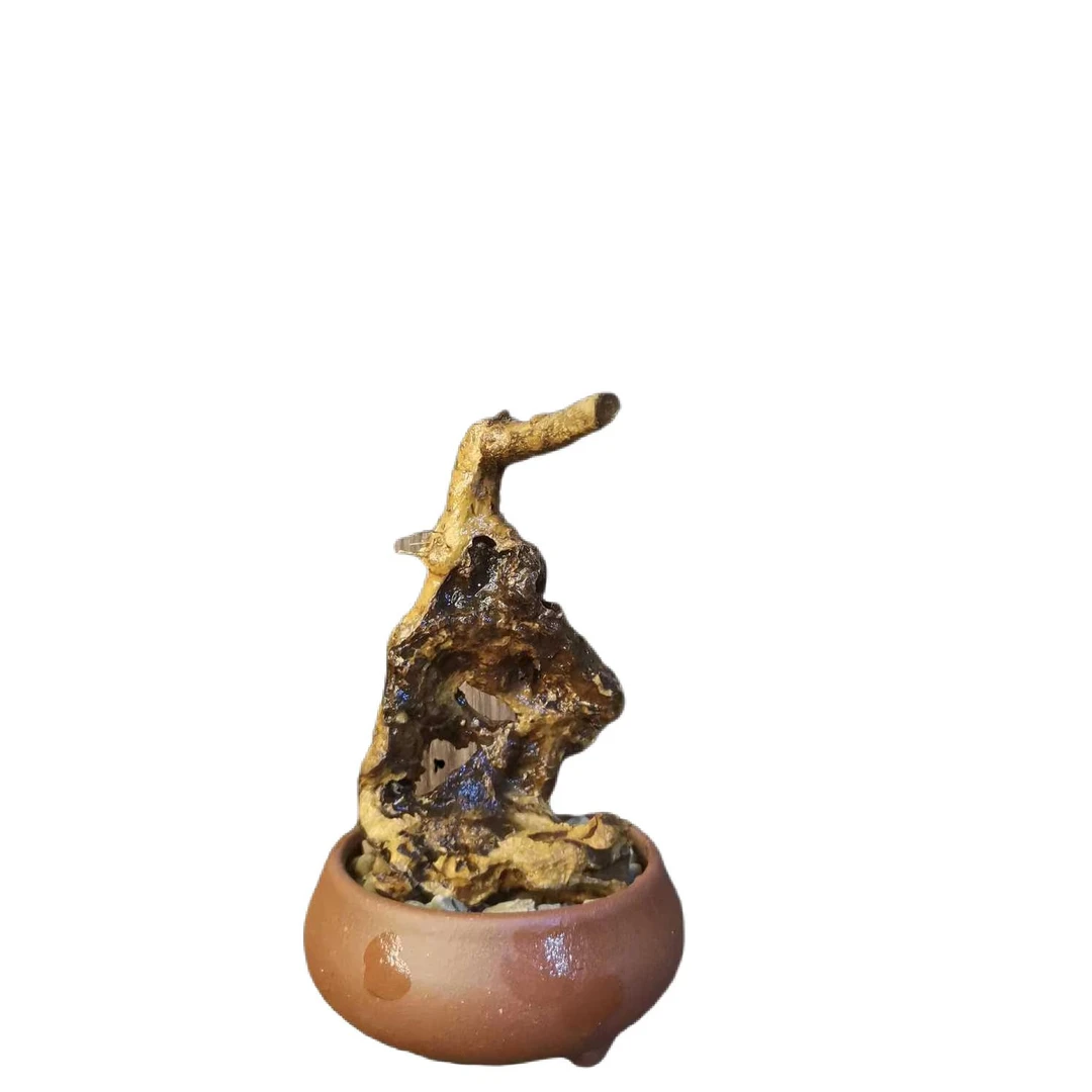 湖北黄荆树桩盆景熟桩镂空树易活客厅阳台居家绿植盆栽植物美观