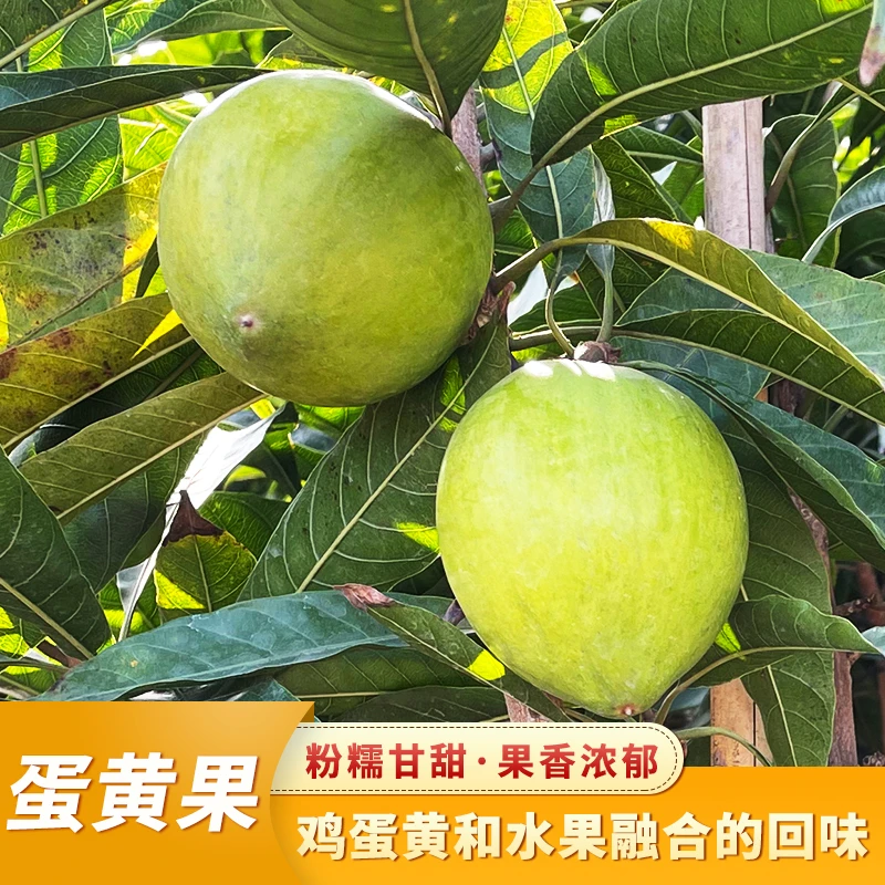 蛋黄果苗耀堂仙桃苗木瓜仙桃树苗罗斯果四季结果阳台庭院盆栽包邮