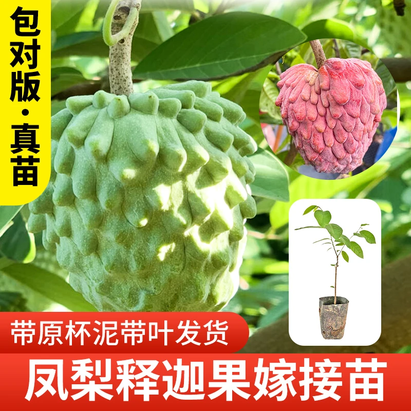 释迦果苗榴莲释迦以色列粉红释迦嫁接苗当年结果盆栽庭院阳台种植