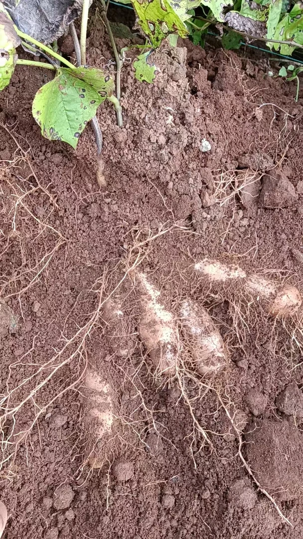 正宗新鲜广东甜薯