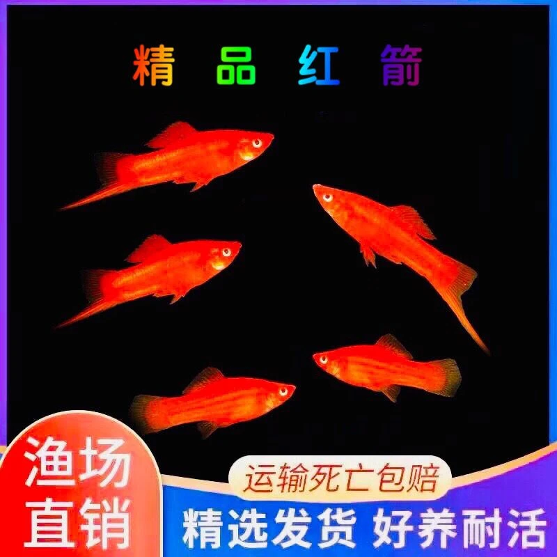 胎生鱼红剑鱼新手鱼易养活易繁殖观赏鱼热带红箭鱼怀孕鱼幼鱼
