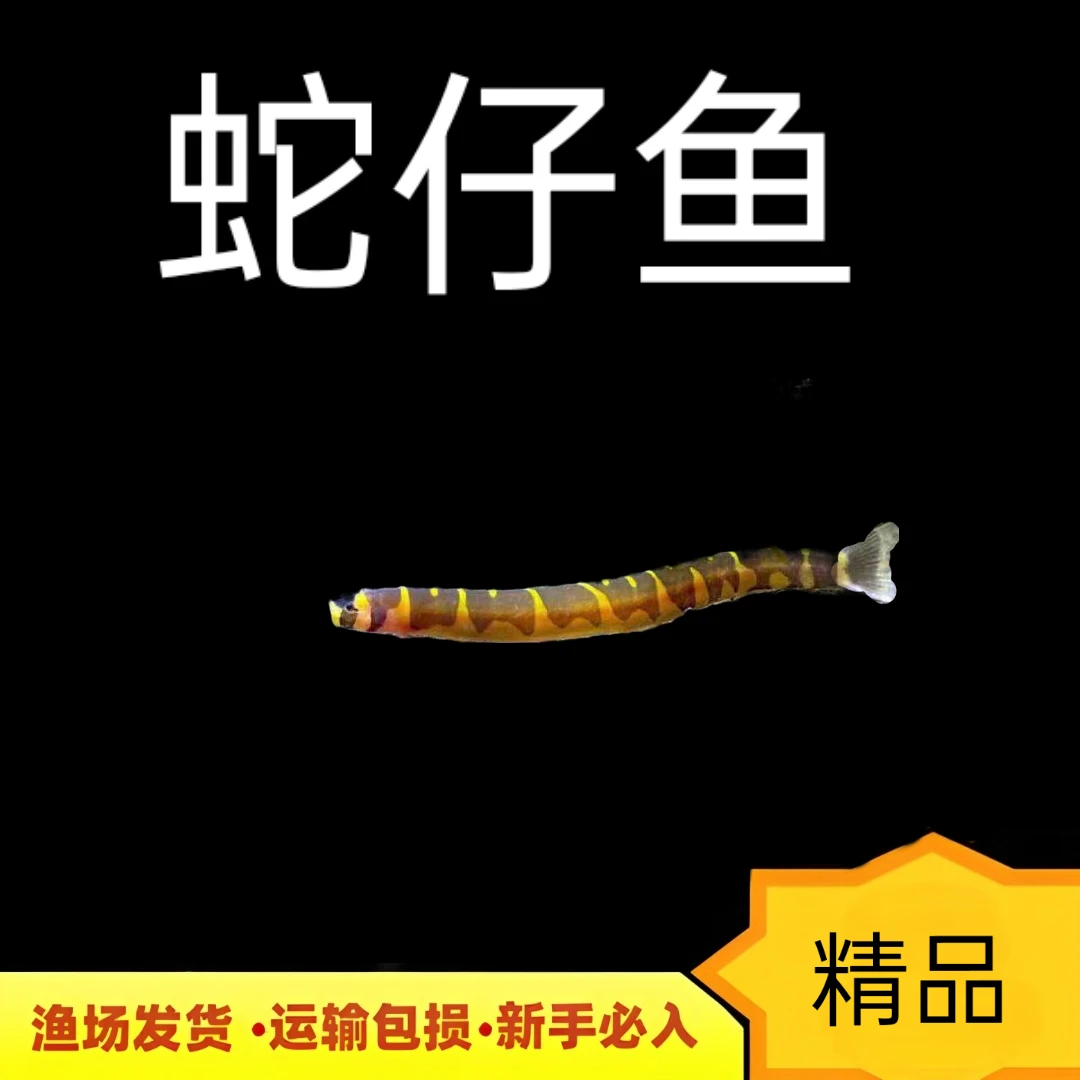蛇仔鱼苦力泥鳅鱼工具鱼除蛋白虫小型鱼热带观赏鱼活体
