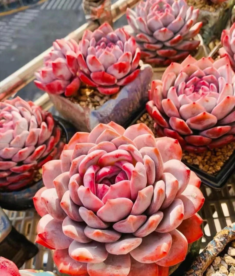 满18元包邮精美多肉伯克丽锦1颗（以直播间展示为准）