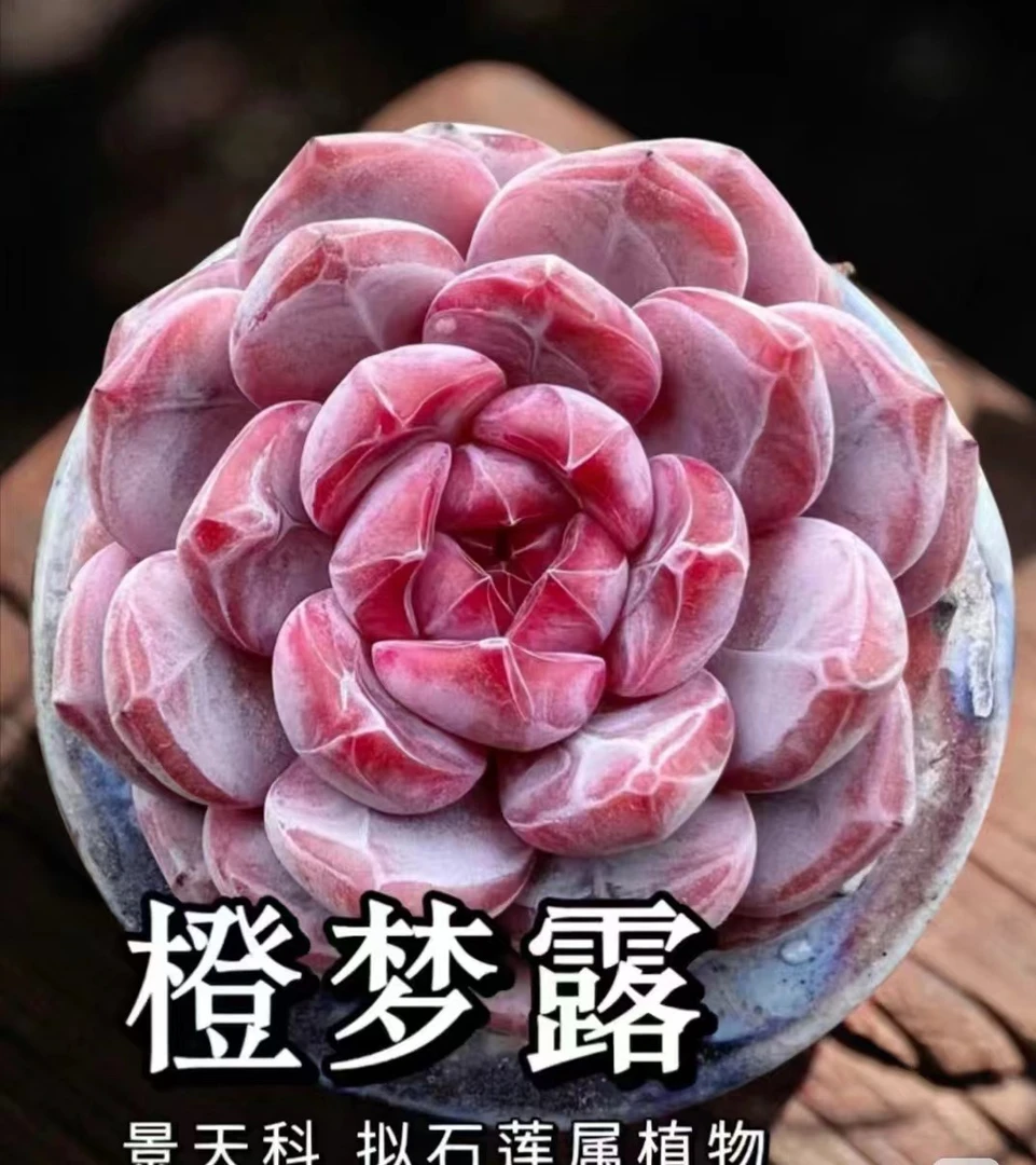 满18元包邮精美多肉高品凌橙缀  以直播间展示为准）