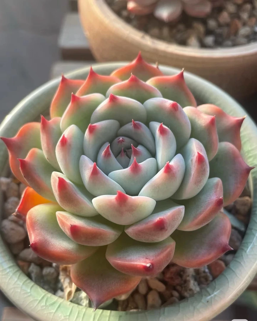 满18元包邮精美多肉吉娃娃单双混2颗65盆（以直播间展示为准）