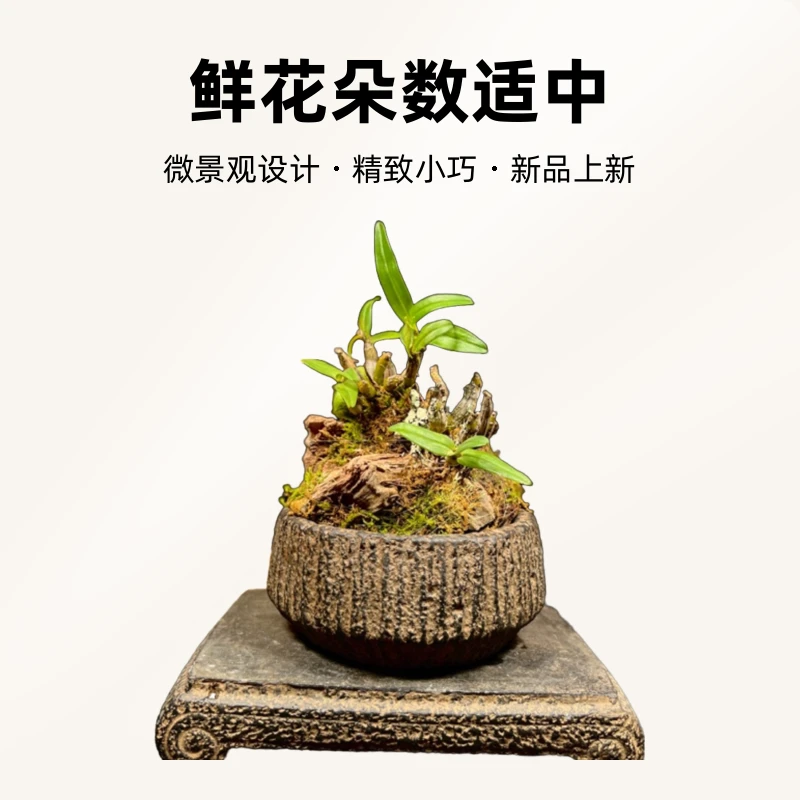 兰花小品·微景观