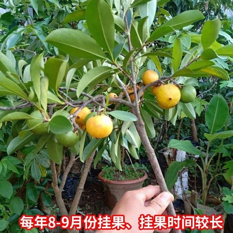 正宗苗柠檬黄金正宗嫁接苗盆栽地栽正宗树苗南方新鲜南方水果苗