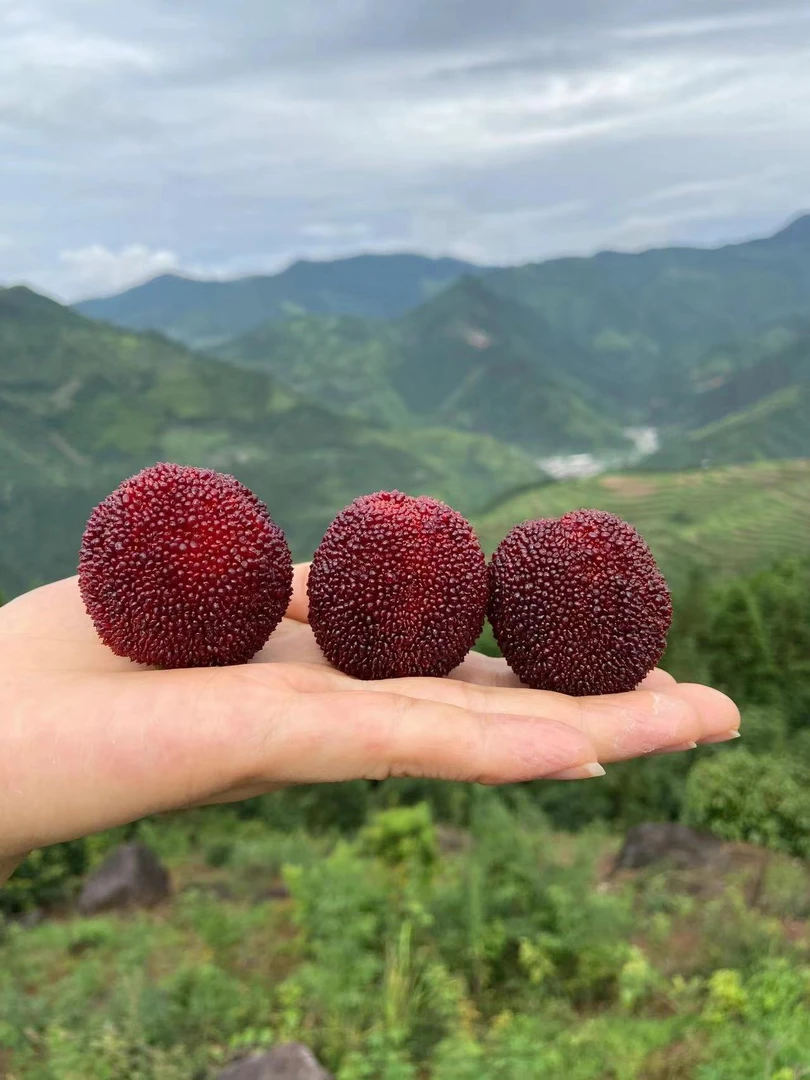 卢意杨梅基地7A东魁杨梅鲜果现采现摘颗粒包装个大肉厚